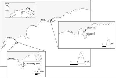 The role of grazers in early-life stages of Cystoseira sensu lato can be crucial in the restoration of marine forests